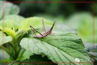 刷手机吃瓜,刷手机吃瓜的潮流现象解析  第1张